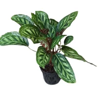 Planta Natural Calathea Flamestar M14