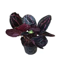 Planta Natural Calathea Corona Roja M14