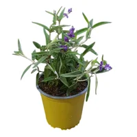 Planta Natural Salvia M14
