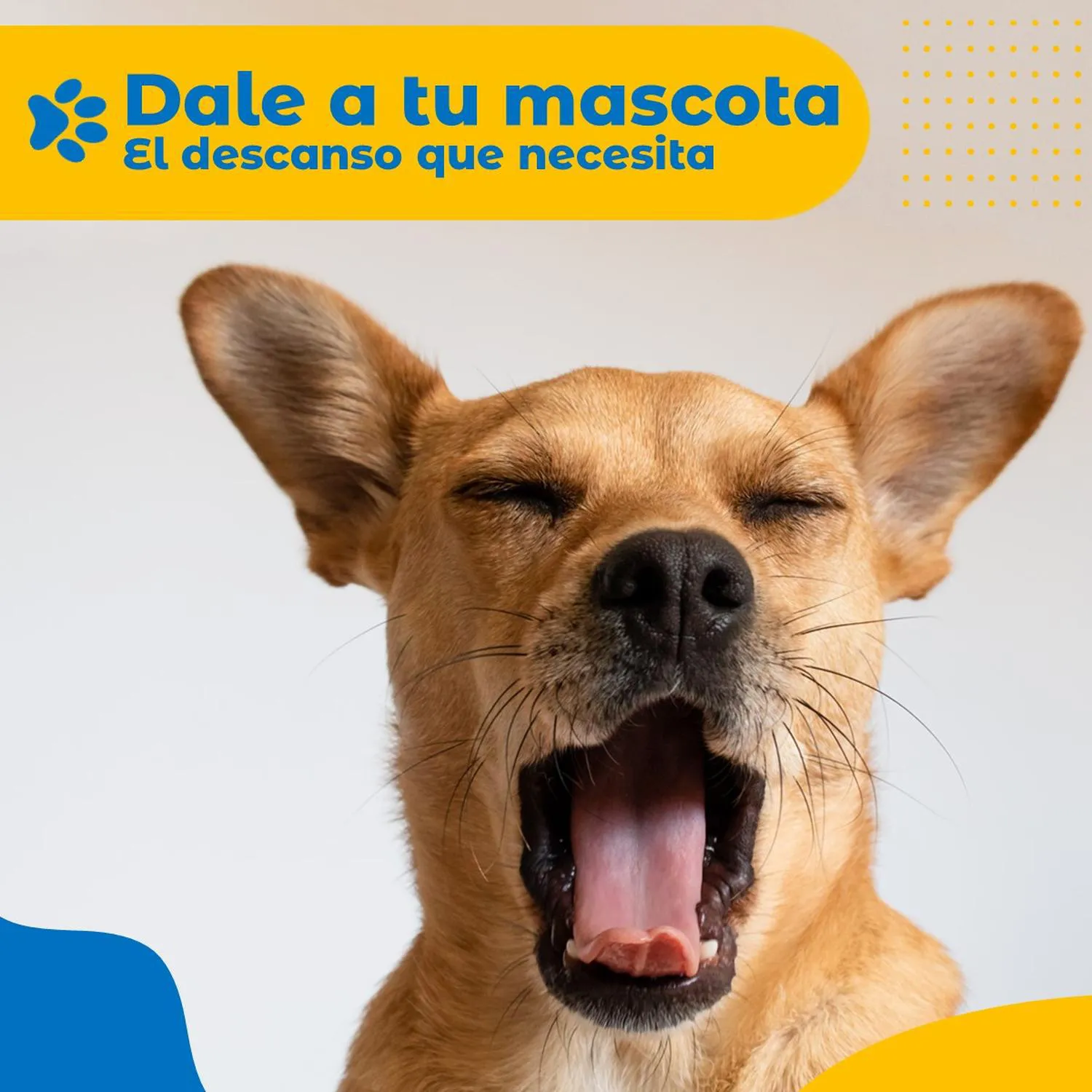 Cama Mascota Perro Gato Grande Petpal Lavable Acolchada 4