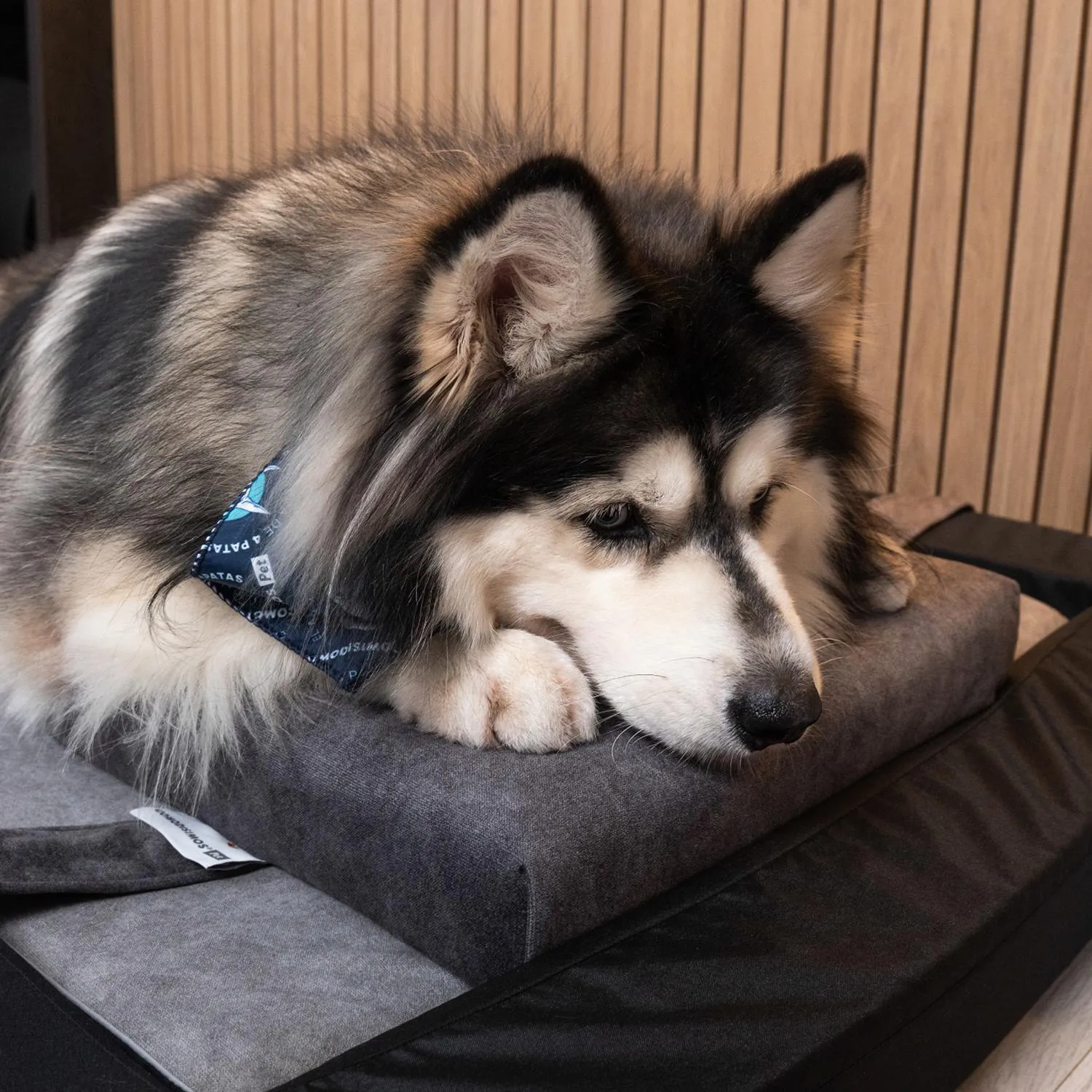 Almohada para Perros Cozy Nap Grande 35x45x8 5