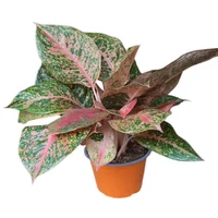 Planta Natural Aglaonema Sarah M14