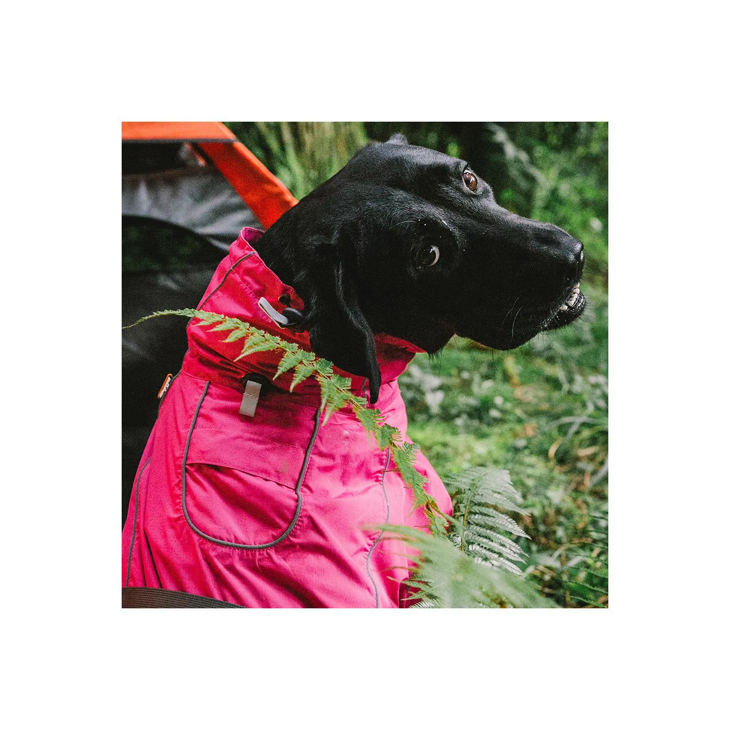 Chaleco Deportivo Impermeable para Perros Pequeños con Abrigo Suave 3