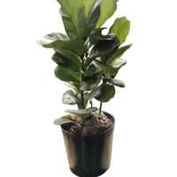 Ficus Pandurata 60cm Planta Interior  en Matera Decorativa (Ficus lyrata)