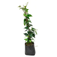 Combo x12 Hiedra Verde con Tutor M14 Planta Jardín Exterior (Hedera helix)