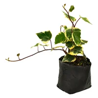Combo x12 Hiedra Marengo Variegada B8x8 Planta Jardín Exterior (Hedera helix)