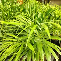 Palma Areca R3 80cm Planta Interior en Matera Decorativa (Dypsis lutescens)