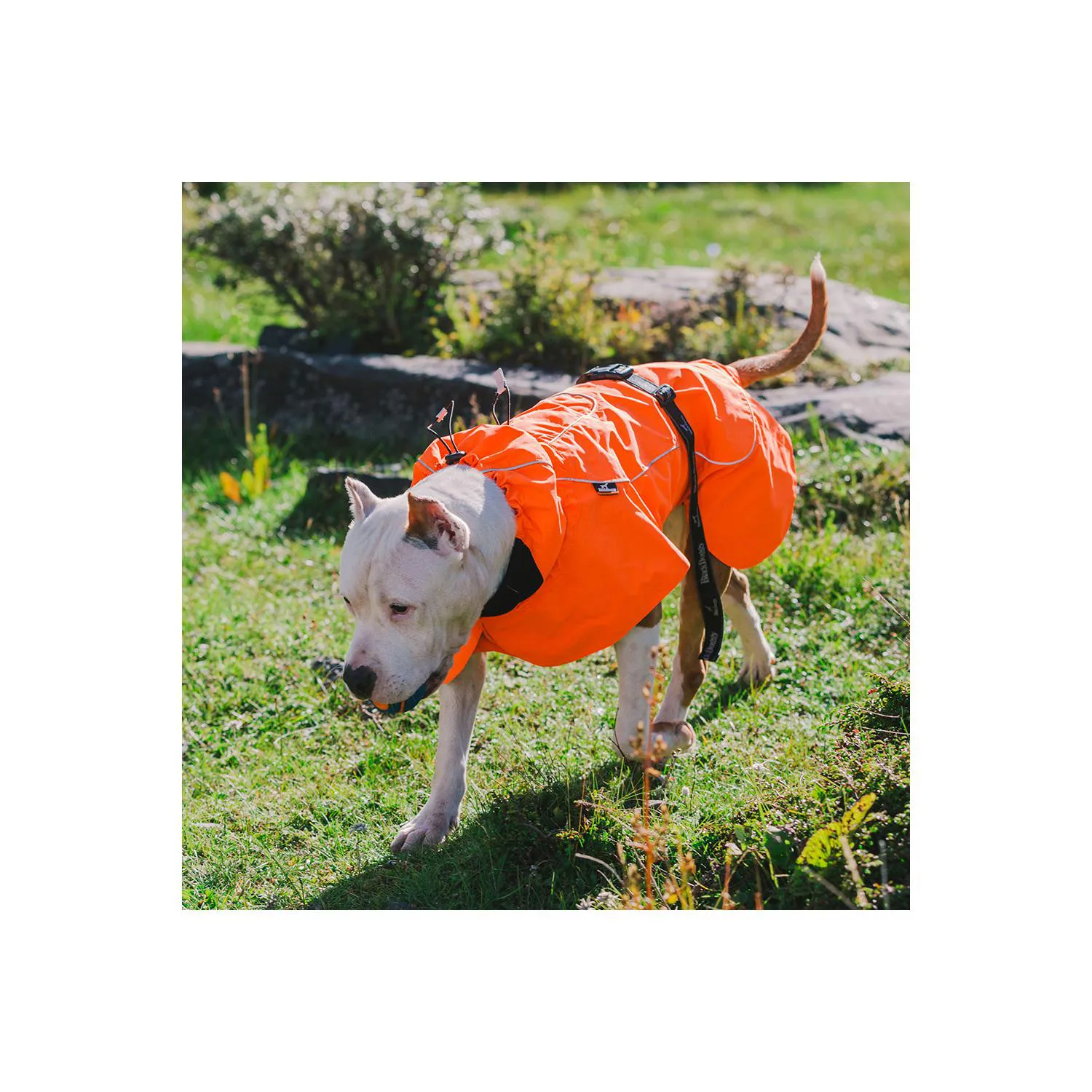 Chaleco Deportivo Impermeable para Perros Pequeños con Ajuste Amplio 3