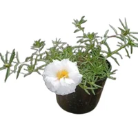 Planta Natural Estacion