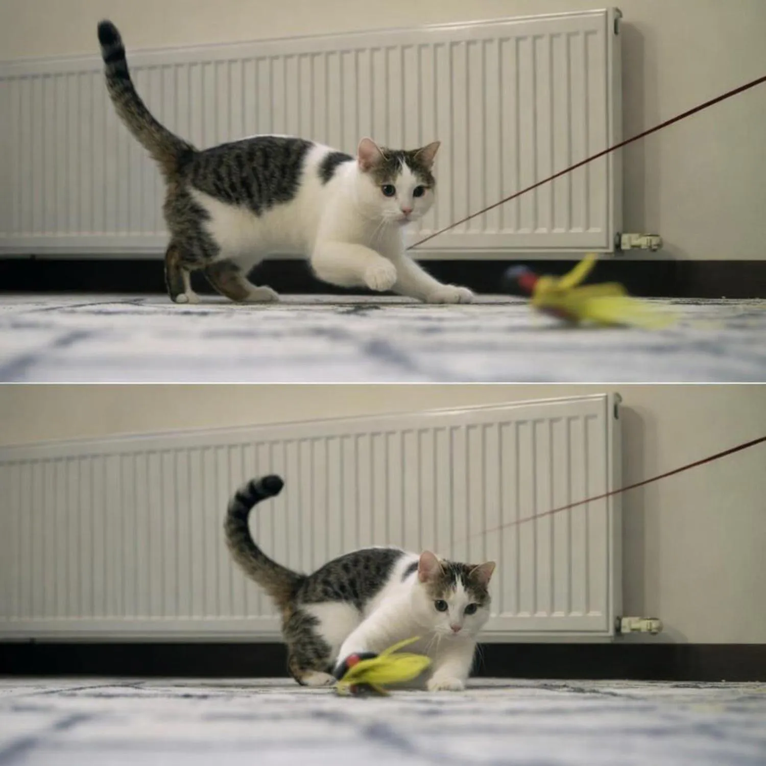 Juguete para Gatos Repuesto Plumas Natural 40 cm Meohui 5