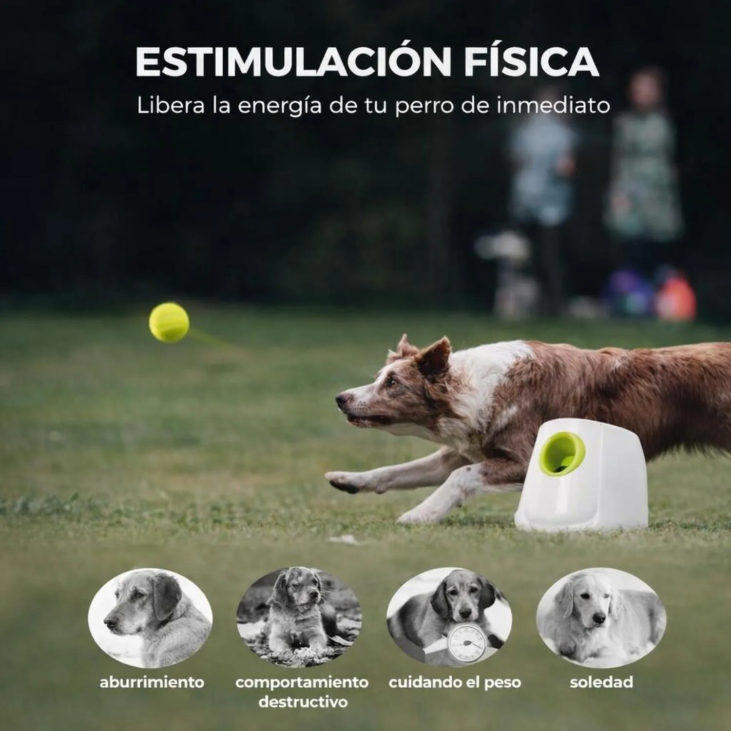Juguete para Perros Lanzador Automático Tenis 6.35 cm All For Paws 3