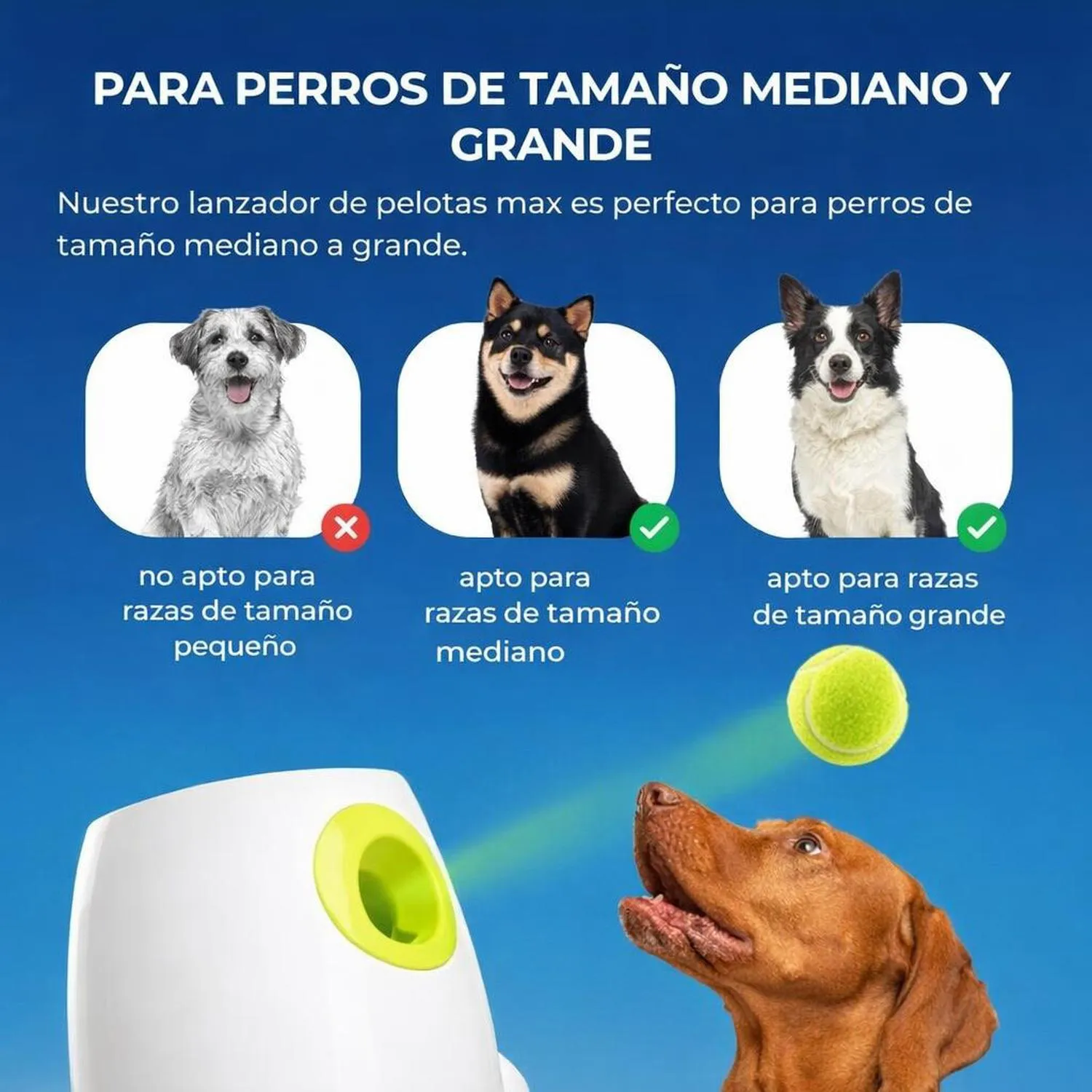 Juguete para Perros Lanzador Automático Tenis 6.35 cm All For Paws 5