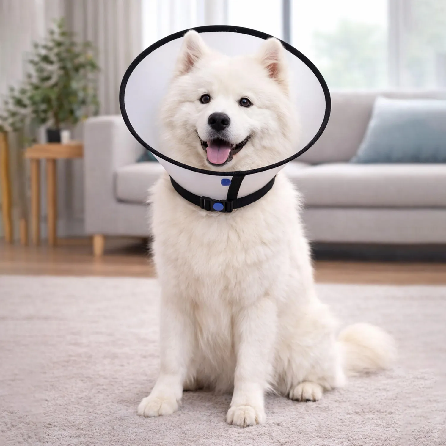 Cuello Isabelino Para Mascotas Ribeteado 8
