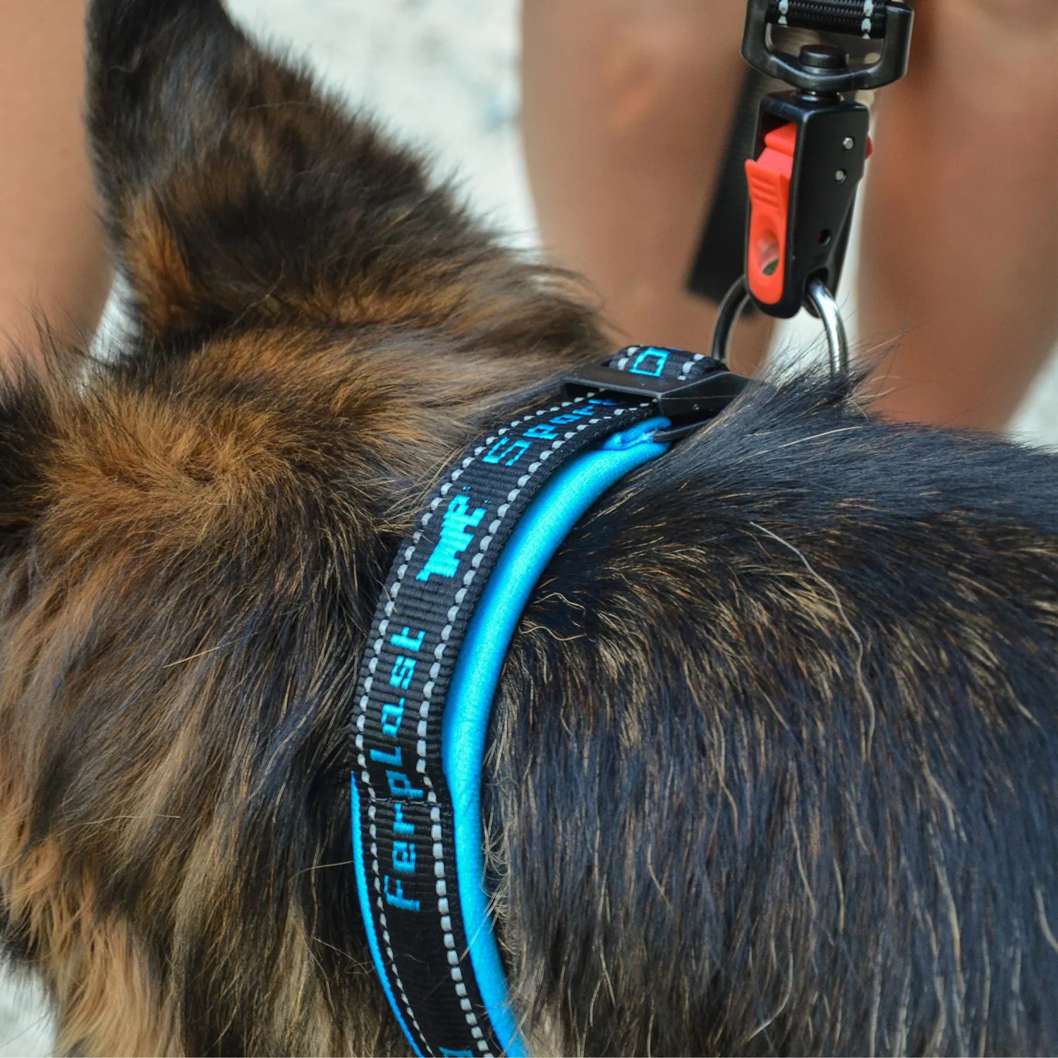 Collar Para Perro Sport Dog C25/55 Azul