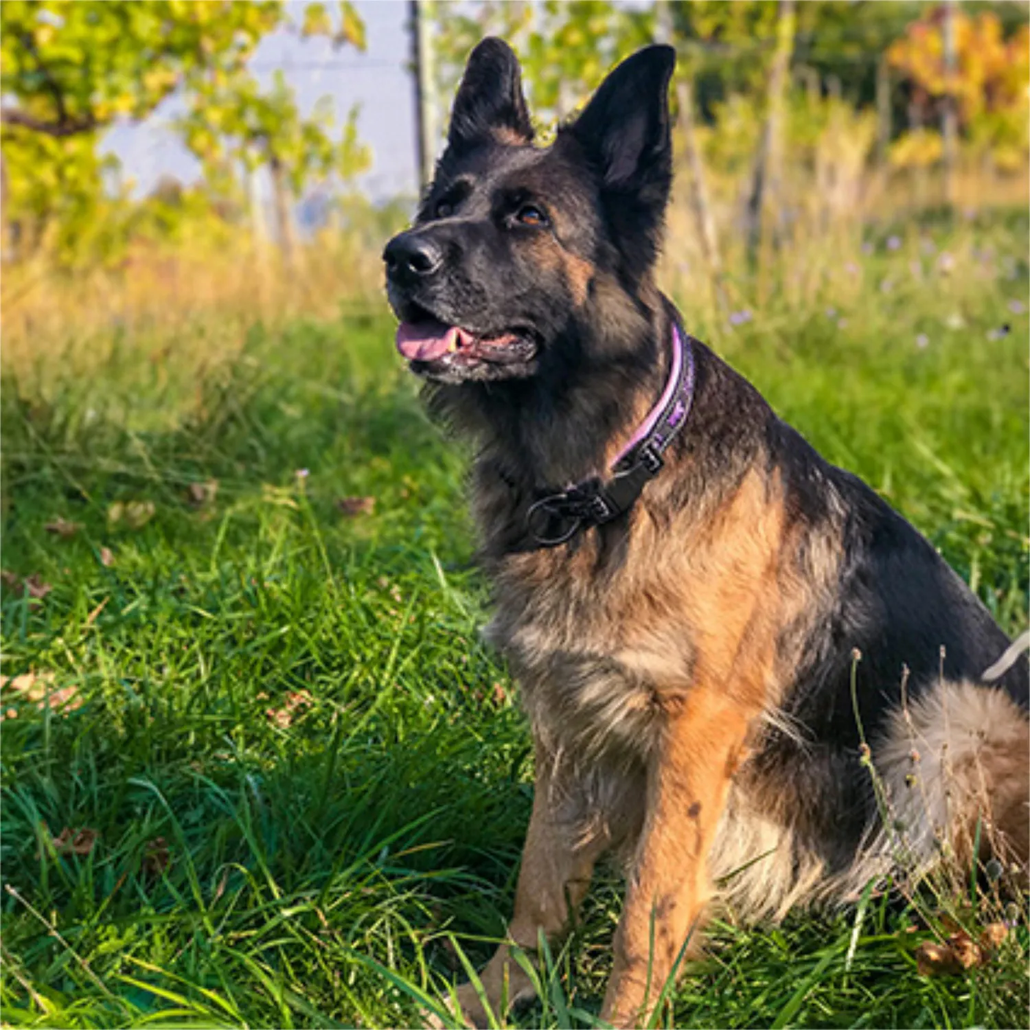 Collar Para Perro Sport Dog C25/55 Rosa