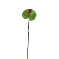 Anturio 65 cm Verde