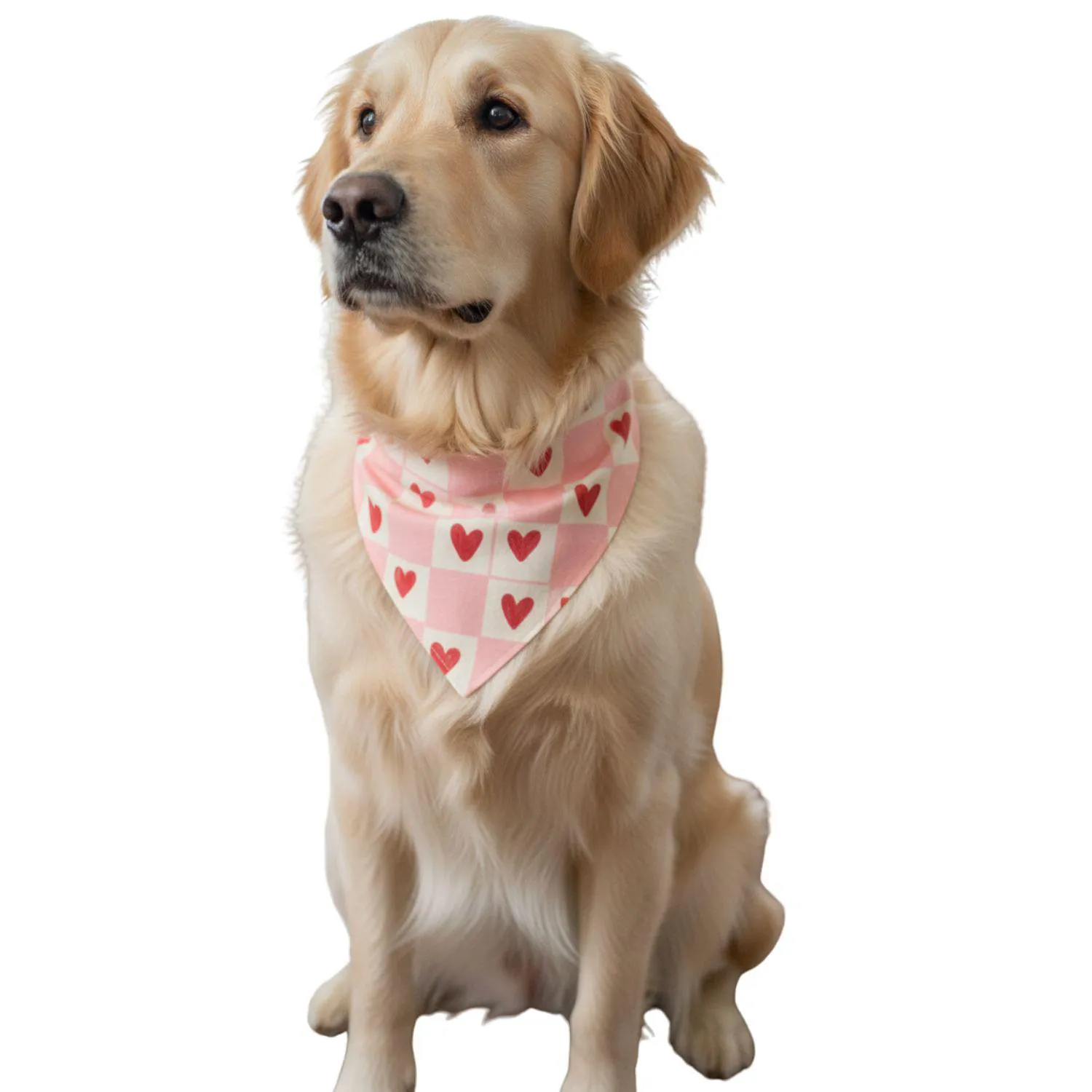 Pañoleta Para Mascotas  Talla S Disenos Surtidos