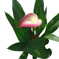 Planta Natural Cala M17 Zantedeschia Aethiopica