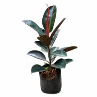 Planta Natural Caucho 0.60 Cm Ficus Elastica