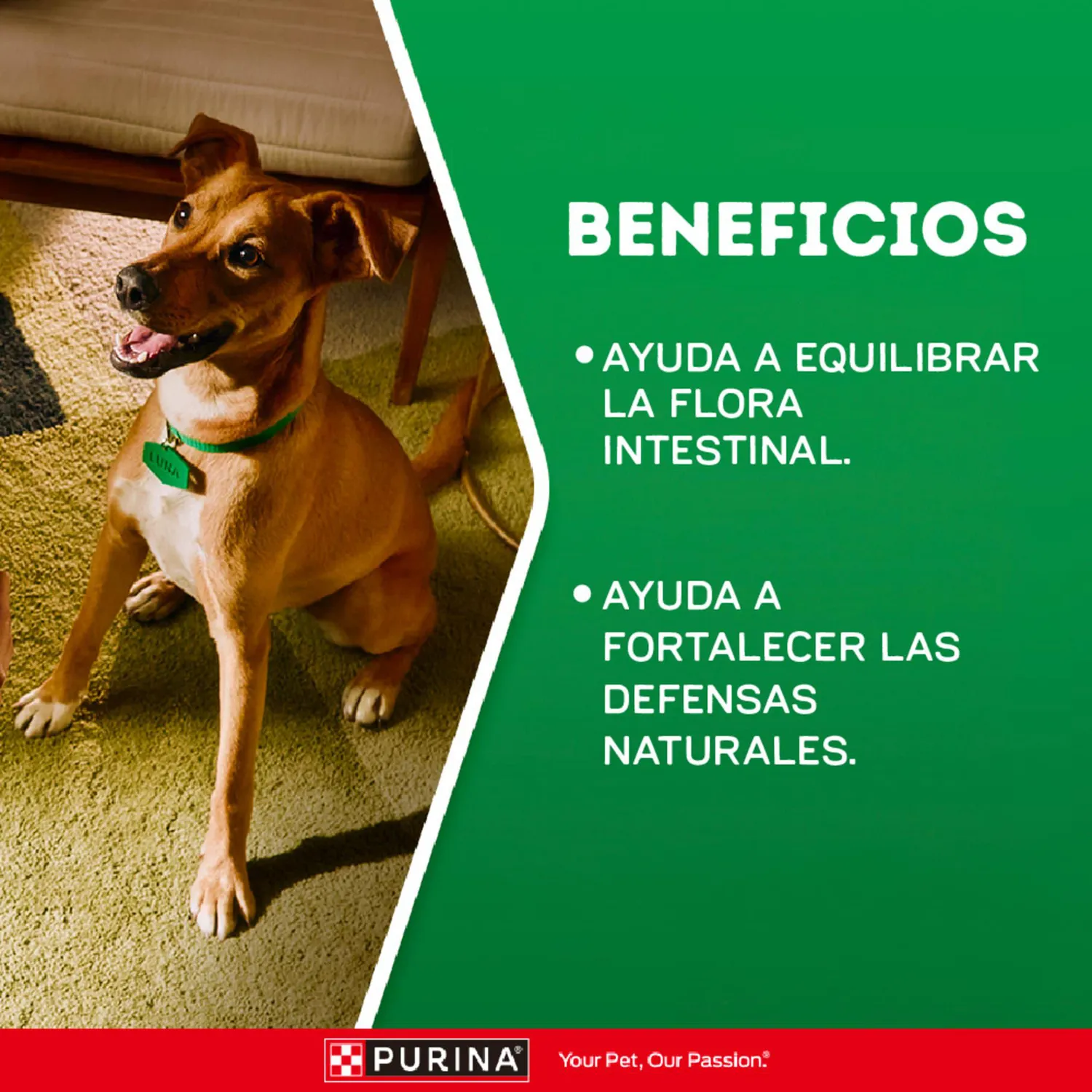 Comida para Perro Dog Chow Adulto Todos Los Tamaños X 22.7 Kg 6