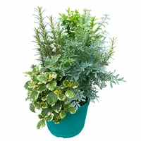 Planta Natural Combo Aromática Prom