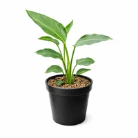 Planta Natural Strelitzia Nicolai 0.60 Cm