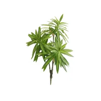Lirio de Bambú Verde