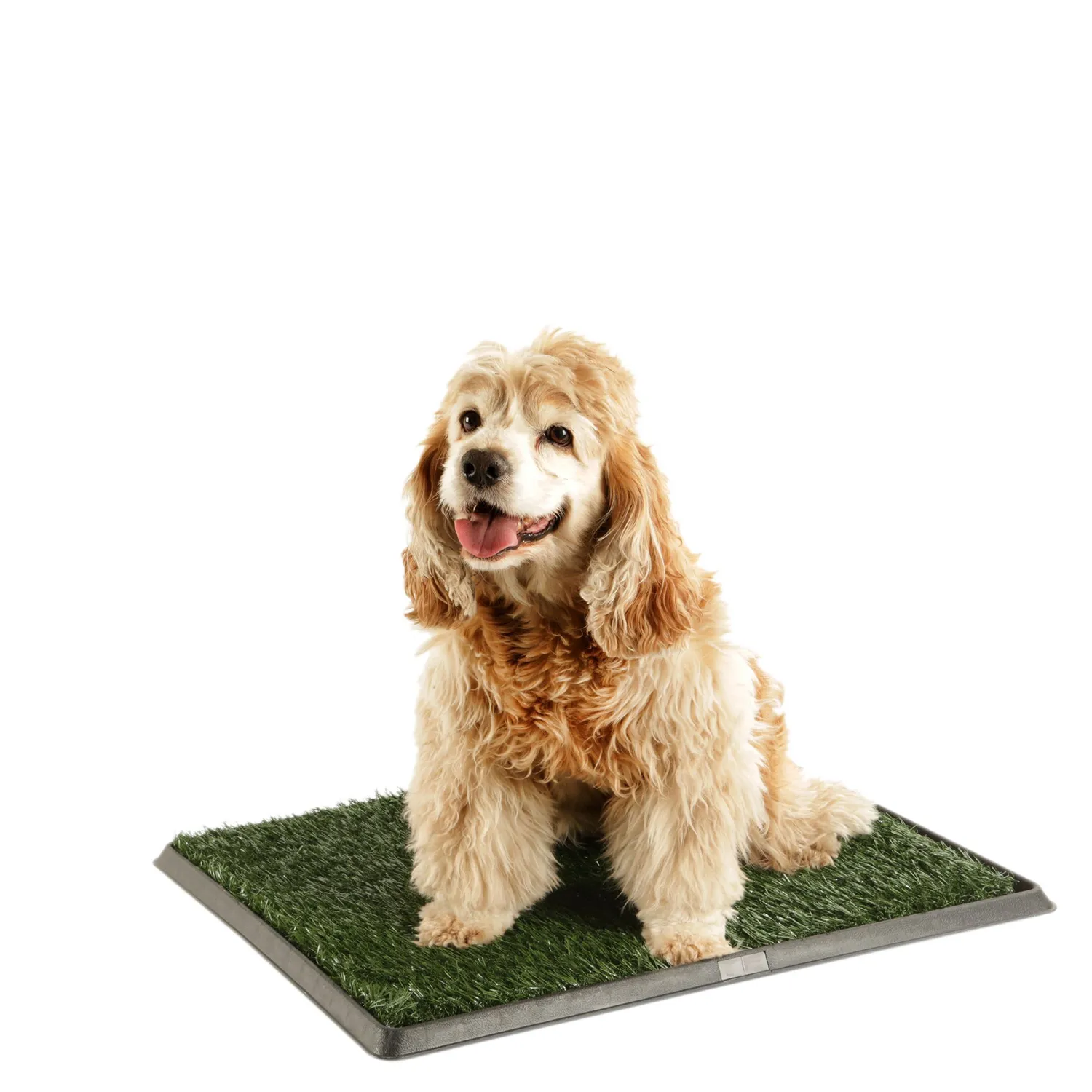 Grama Para Perro De Entrenamiento 51 x 64 cm Petizoos