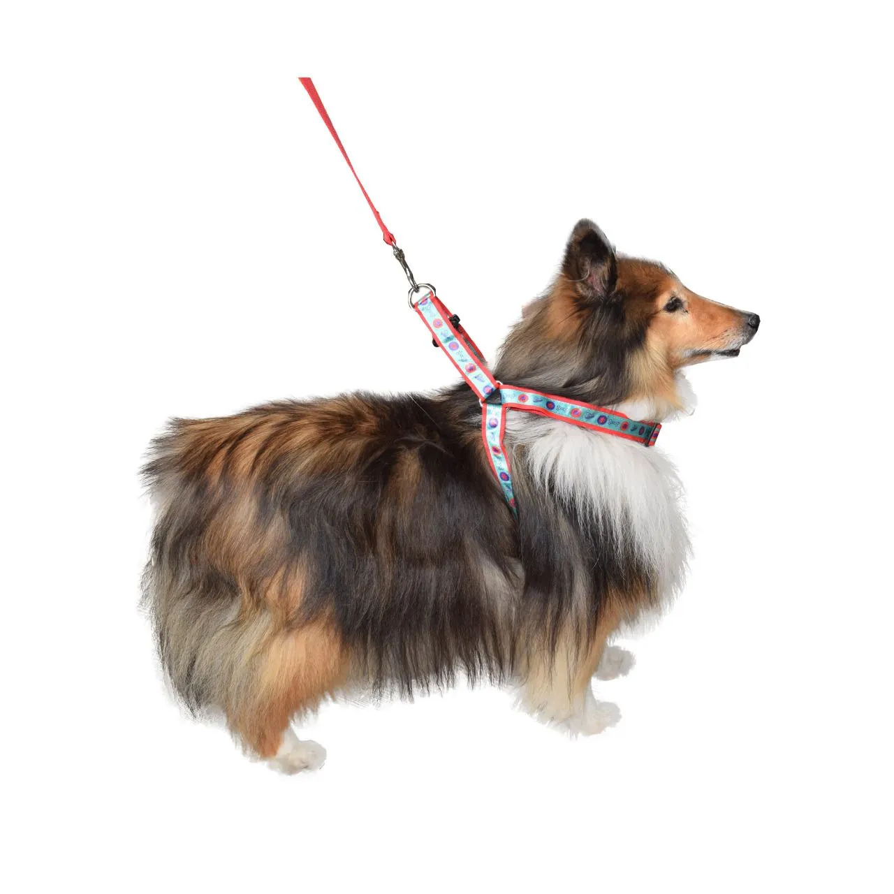 Arnés Para Perro Mediano Económico Petizoos