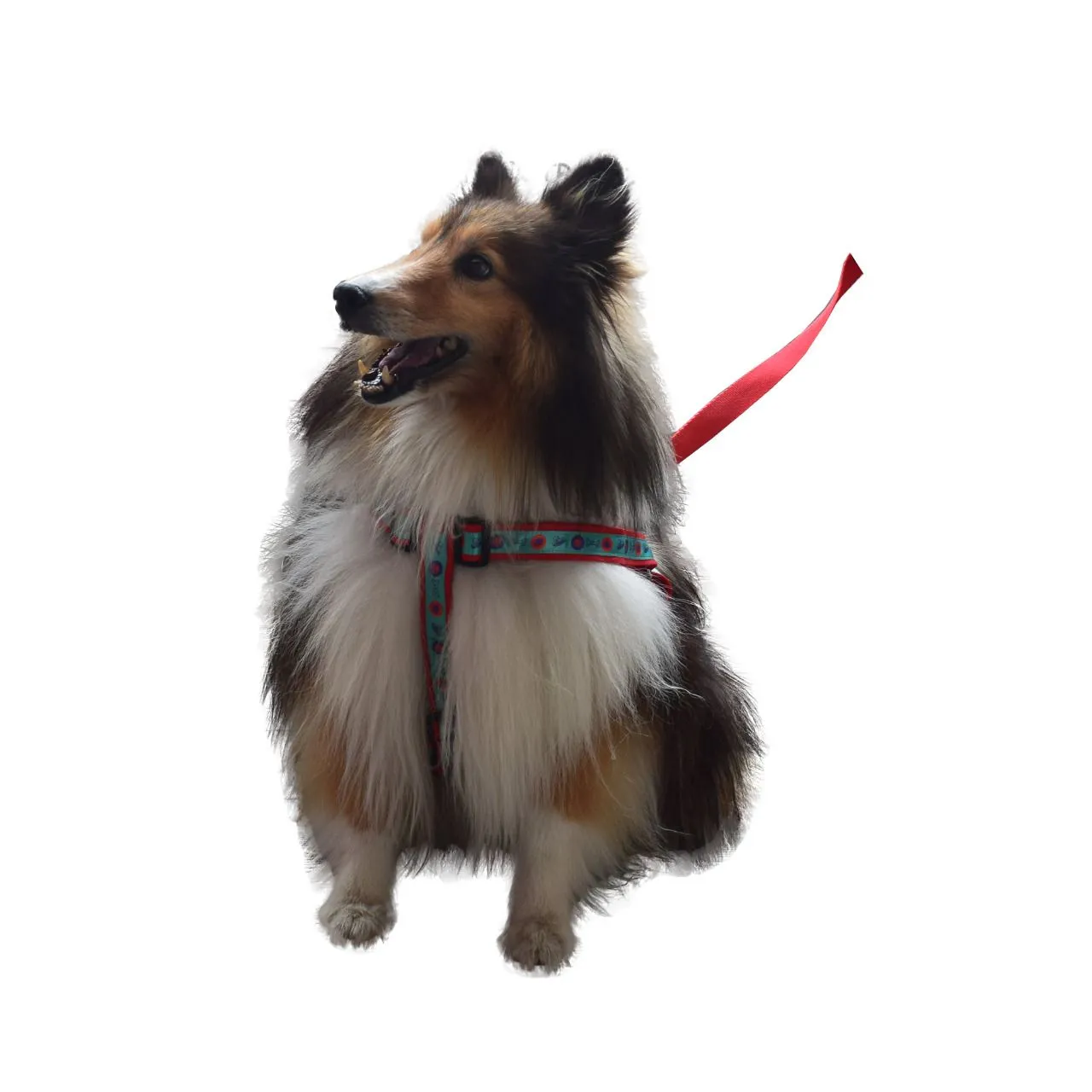 Arnés Para Perro Mediano Económico Petizoos 4
