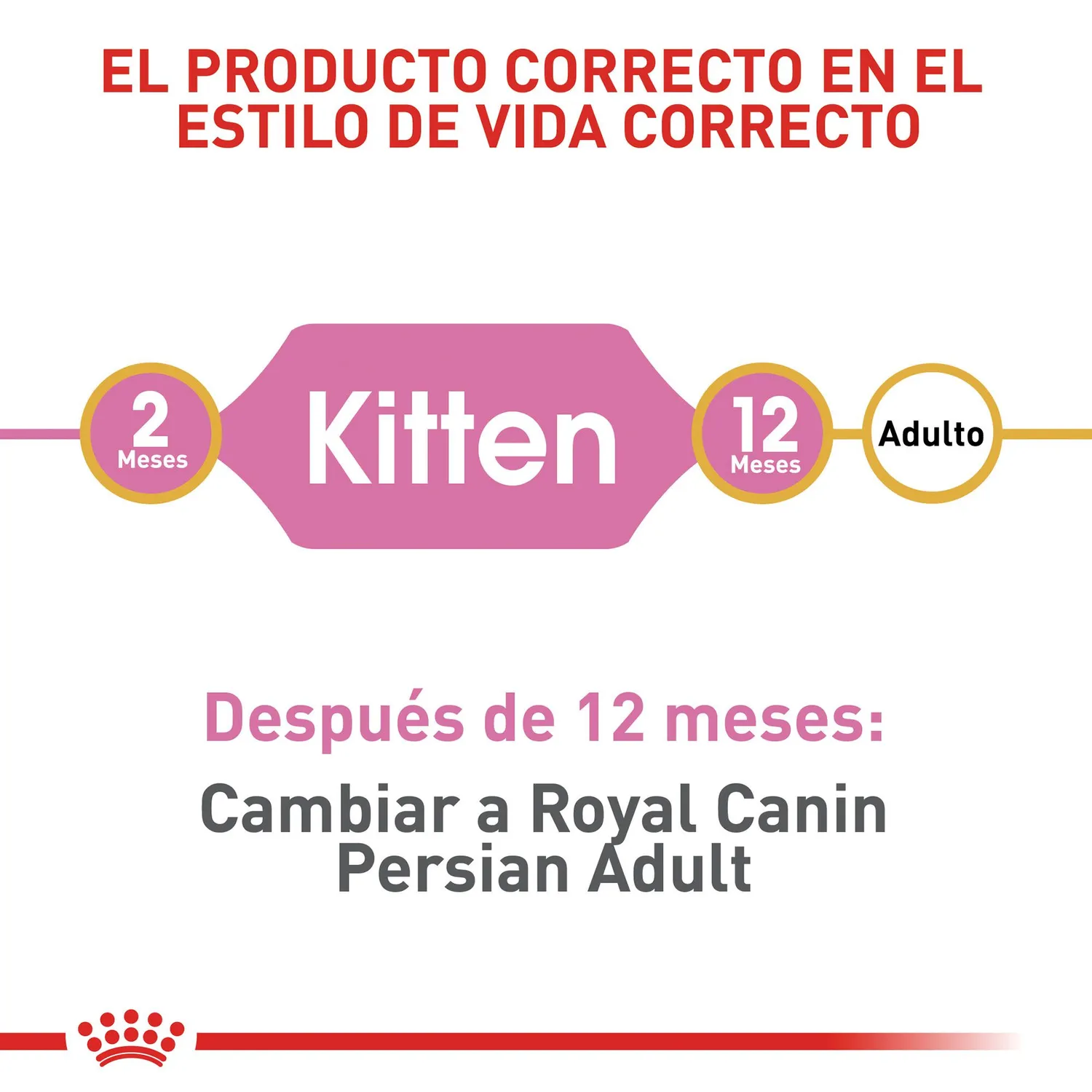 Comida Seca Para Gato Raza Persian Kitten Royal Canin 2 Kg 4