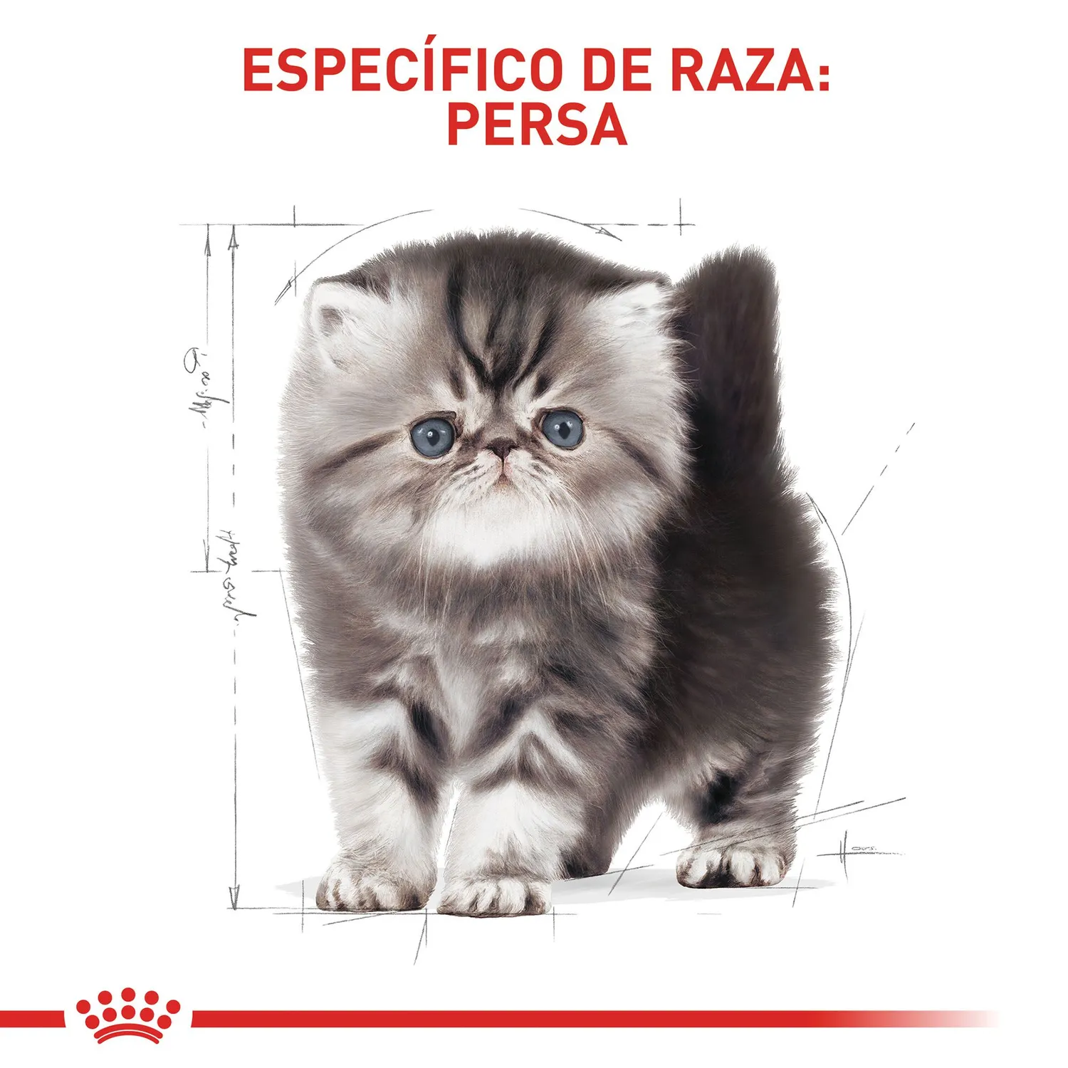 Comida Seca Para Gato Raza Persian Kitten Royal Canin 2 Kg 6