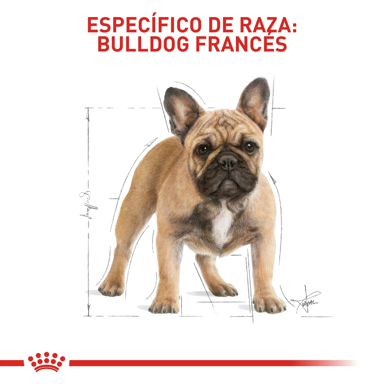 Comida Seca Para Perro Raza Bulldog Frances Adulto Royal Canin 3 Kg 5
