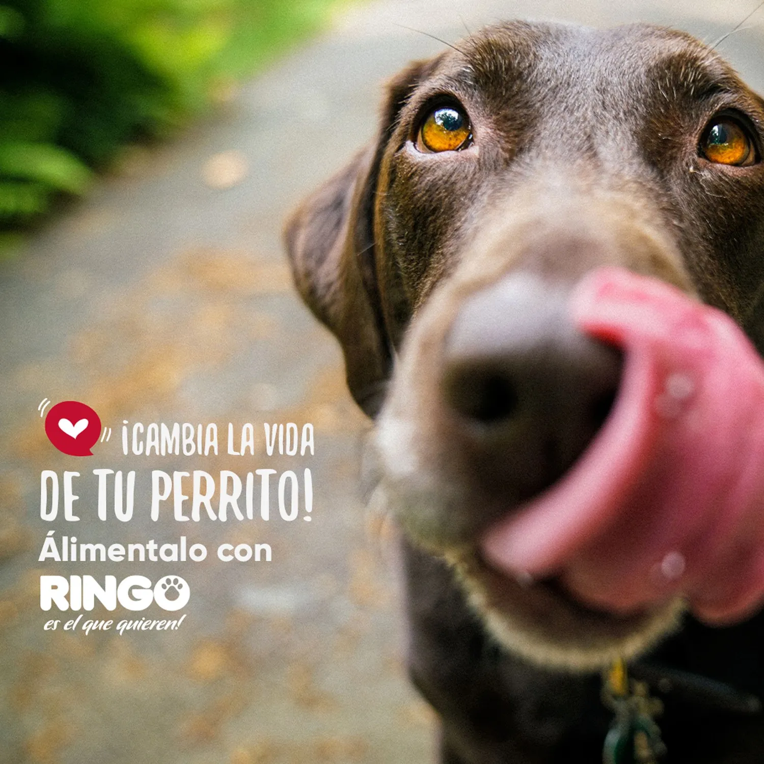 Comida Seca Para Perros Ringo Original 15kg 9
