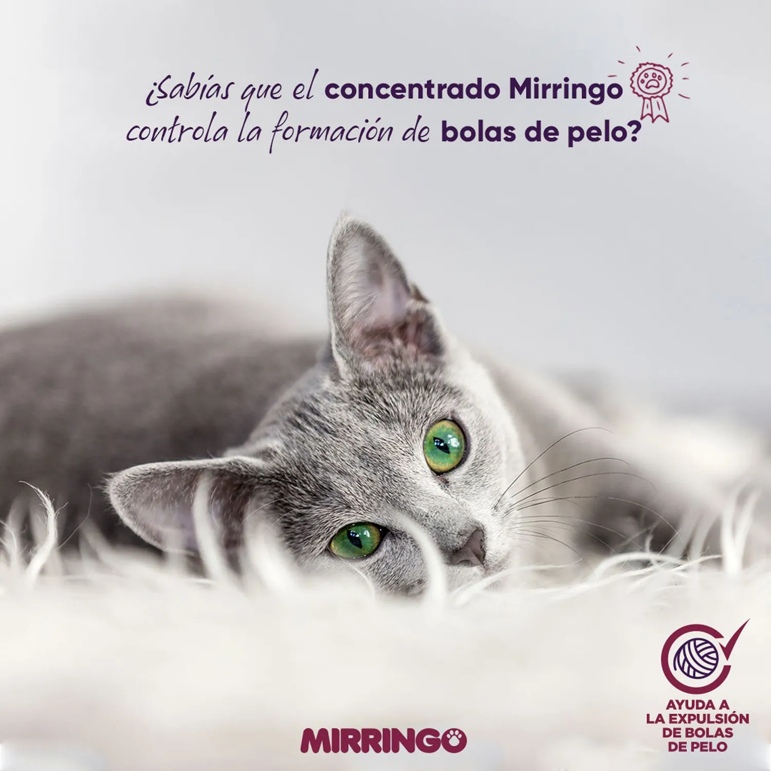 Comida Seca Mirringo Gato Adulto 1 Kg 10