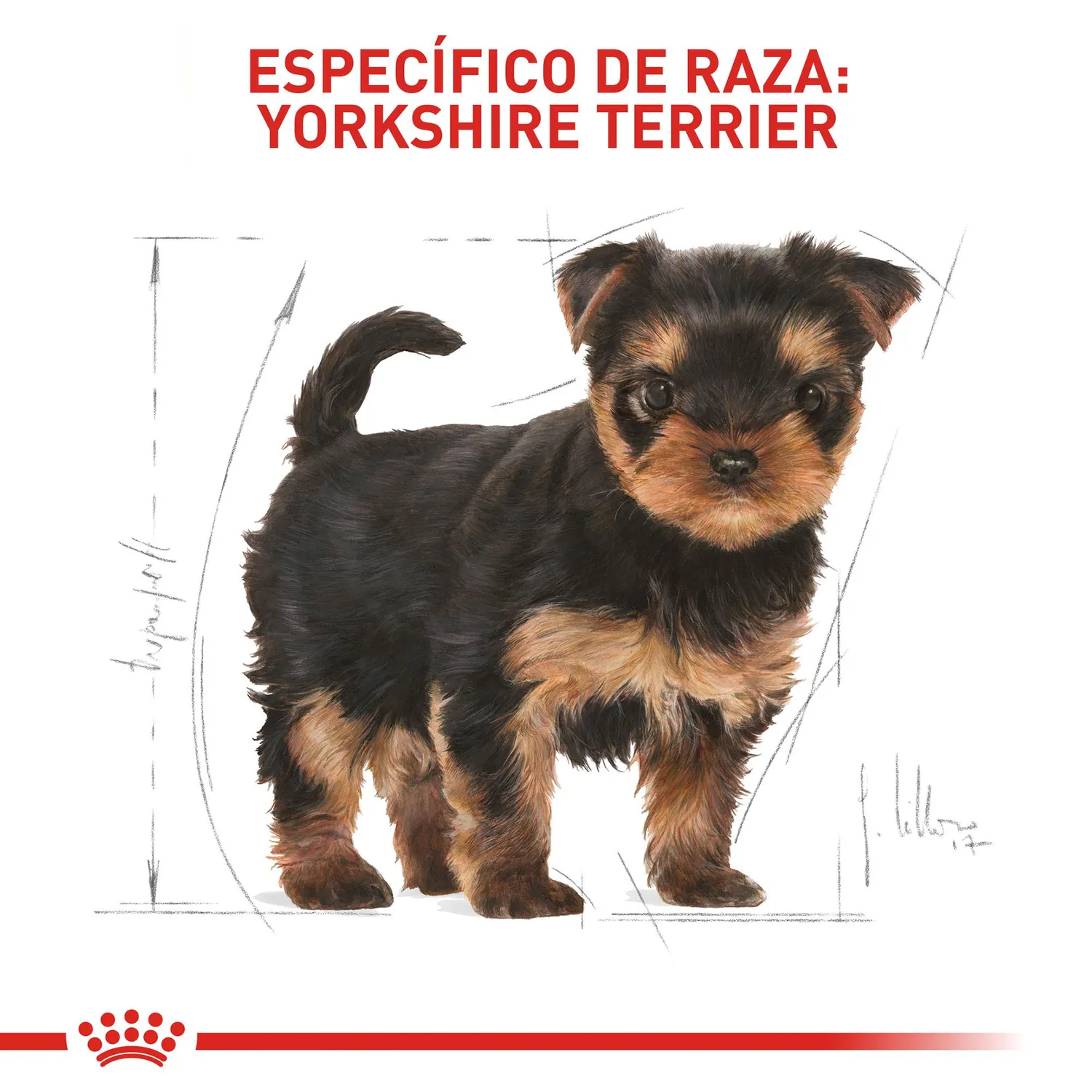 Pc Comida Seca Royal Canin York Shire Puppy 1.13 6
