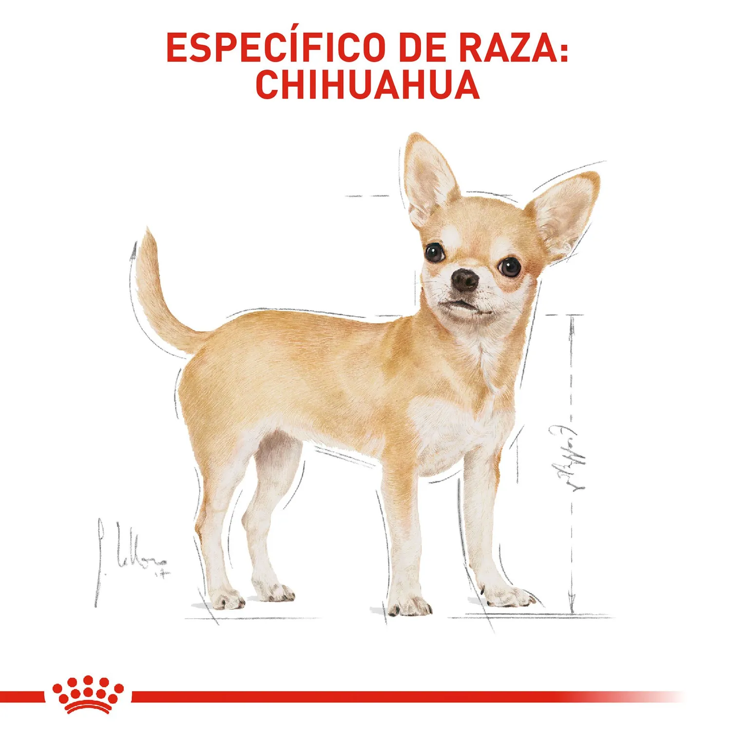 Pc Comida Seca Royal Canin Chihuahua Adulto 1.13 5