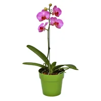Orquídea Mariposa - Phalaenopsis De Interior Diámetro 12 Cm