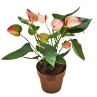 Anturio Novedad - Anthurium Andraenum De Interior Diámetro 14 Cm