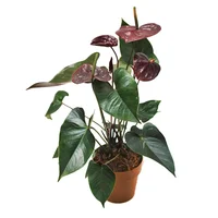 Anturio Chocolate - Anthurium Andraenum De Interior Diámetro 14 Cm