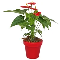 Anturio Especial - Anthurium Andraenum De Interior Diámetro 14 Cm