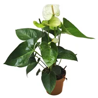 Anturio Blanco - Anthurium Andraenum De Interior Diámetro 14 Cm