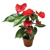 Anturio Rojo - Anthurium Andraenum De Interior Diámetro 14 Cm