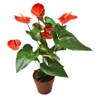 Anturio Naranja - Anthurium Andraenum De Interior Diámetro 14 Cm