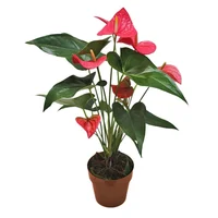 Anturio Rosado - Anthurium Andraenum De Interior Diámetro 14 Cm
