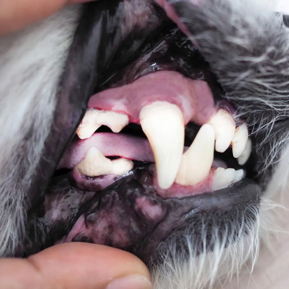 Cepillo De Dientes Para Perro Tvnovedades 4