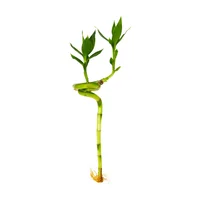 Bambú Espiral De 15 Cm - Dracaena Sanderiana De Interior