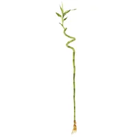 Bambú Espiral De 60 Cm - Dracaena Sanderiana De Interior