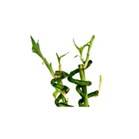Bambú De La Suerte Trenzas De 30 Cm - Dracaena De Interior