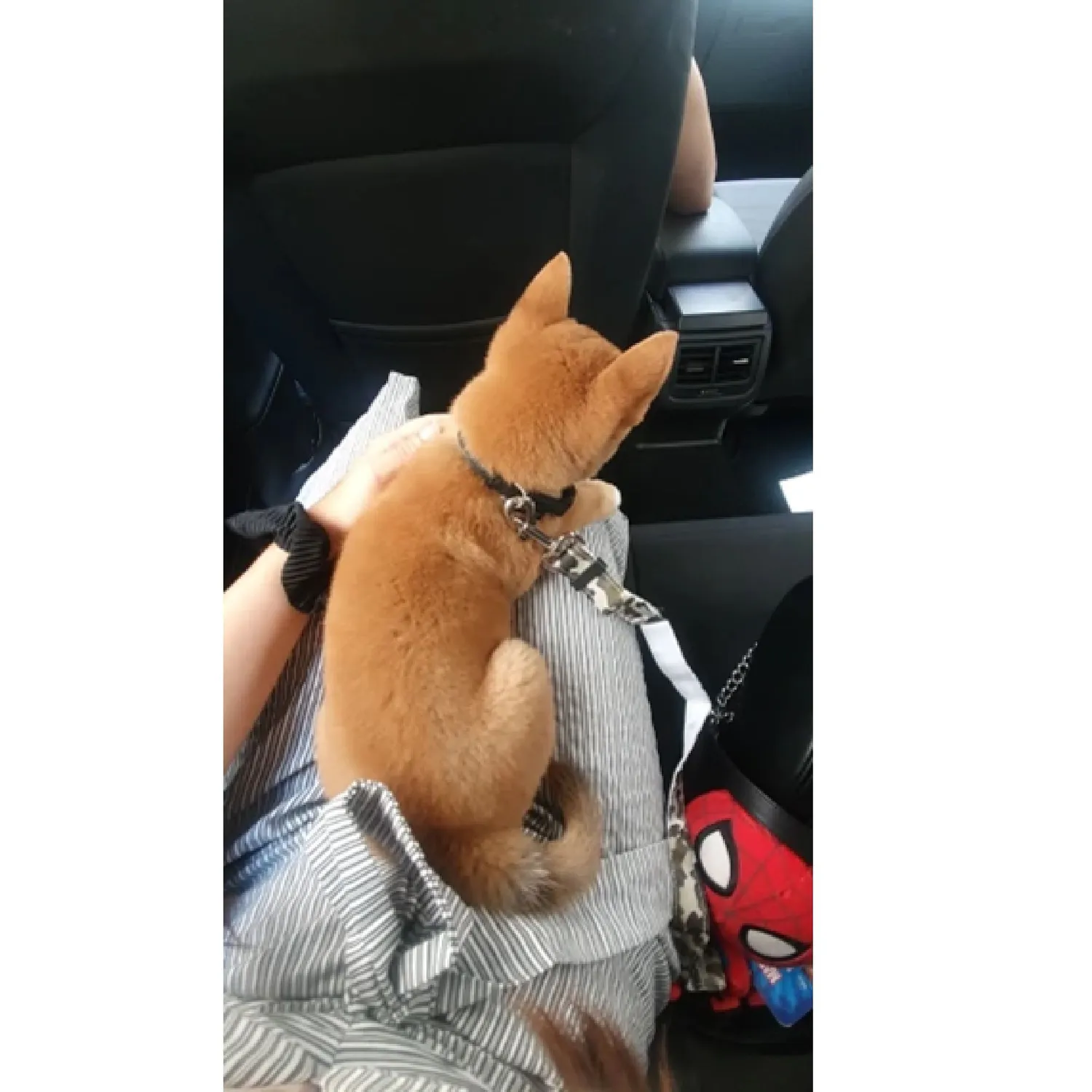 Correa Cinturón Carro Para Mascotas Perduoutlet Blanco 6